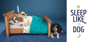 top_dog_book_carli_davidson_02